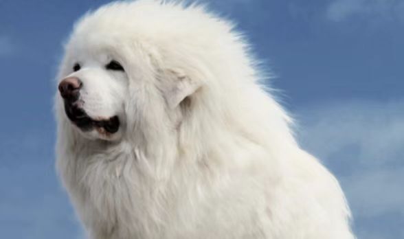 禁止饲养的大型犬致人损害，谁来担责？